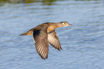 female wood duck