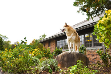 one husky dog posing on top of a reock in front of a brick house with some plants around 