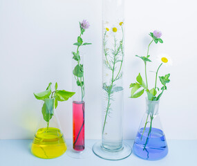 Natural organic and scientific extraction in glassware, Alternative green herb medicine, copy space. Laboratory and development concept.