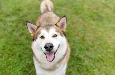 Fototapeta premium one husky dog smiling with the tongue out posing on the green grass in the park 
