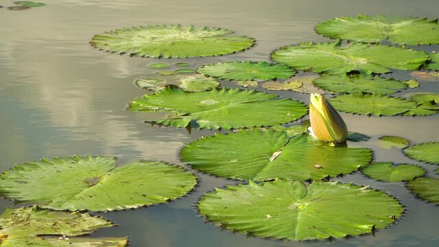 Close-up of verdant lotus leaves and lotus bud in the pond