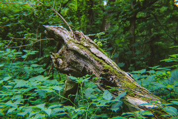 Fallen Tree in the Woods