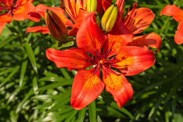 Red-orange flowers of blooming lily