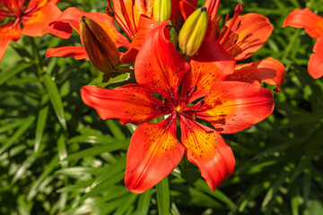 Fototapeta premium Red-orange flowers of blooming lily