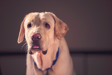 Close up Portrait of a brown - yellow labrador dog looking side of the camera with tongue out with isolated background.