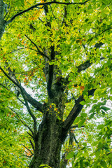紅葉に彩られた奥裾花自然園
