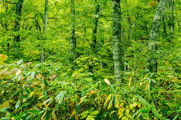 紅葉に彩られた奥裾花自然園