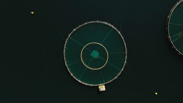 Aerial view above a salmon cage, summer day, in Norway - screwdriver, drone shot