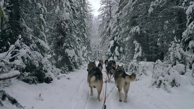 Team of sled dogs pulls sled down path in dense snow covered forest, slow motion