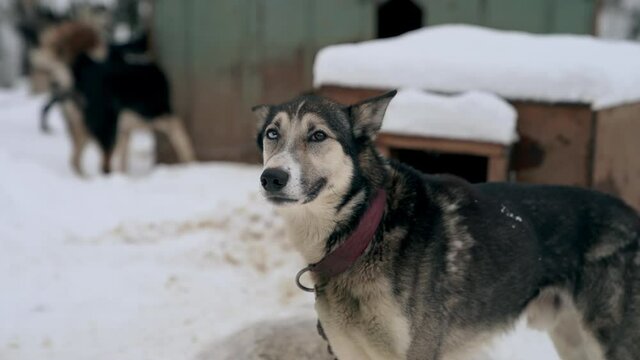 Excited heterochromia eyed sled dog patiently waits at kennel to pull sled