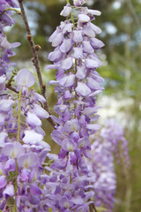 Purple Wisteria in Spring - Fabaceae Luguminosae in Park