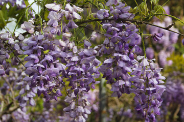 Purple Wisteria in Spring - Fabaceae Luguminosae in Park