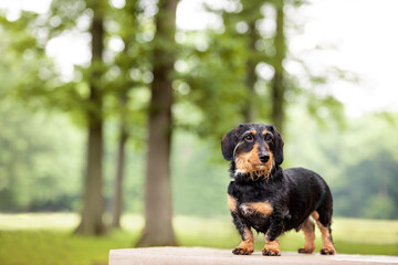 one black Dachshund dog posing for the camera on the green grass in the park with tall trees in the background during the day