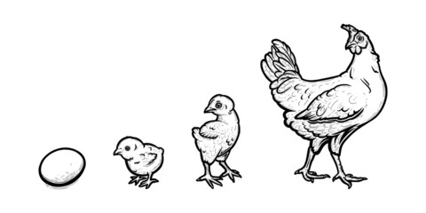 Fototapeta na wymiar Chicken development from egg to hen. Growth of a bird in four stages. Hand drawn vector illustration