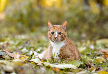 Naklejka na ściany i meble one mixed breed cat posing for the camera on the grass with leaves and plants and trees in the background in the woods 