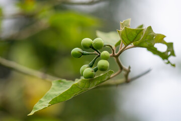Fototapeta premium Solanum indicum (Sparrow's Brinjal) or Ma waeng ton fruit on the tree. Thai herbs eat with chili paste It has medicinal properties that help treat cough and sputum.