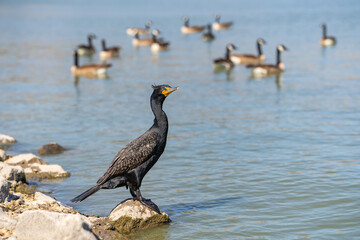 A Double-crested Cormorant is standing on a rock near the lake. Wildlife photography.	