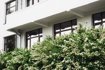 Modern white building with windows and green shrubs