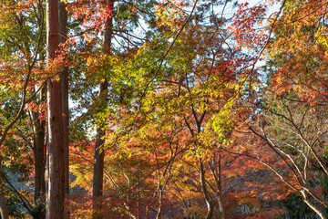 red maple leaves in forest in Kyoto, Japan in autumn season