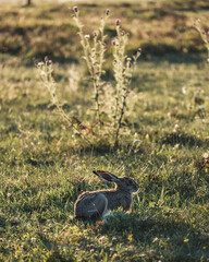Obraz premium Hase im Burgenland