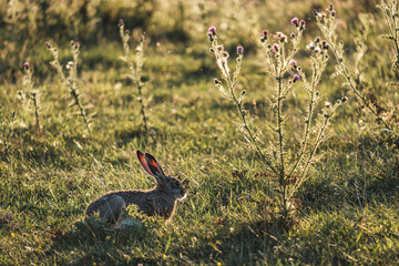 Hase im Burgenland