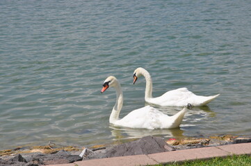 swans on the lake
