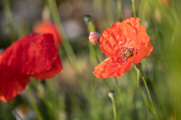 red poppy