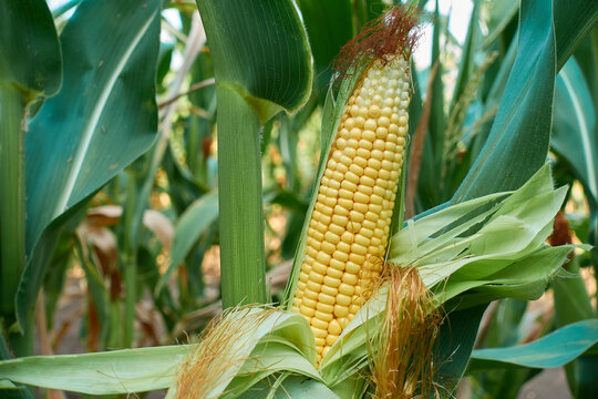 A ripe ear with golden corn kernels. Juicy, tasty grains are ready to cook.    