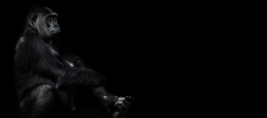 Female gorillas