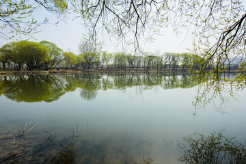The waterfront city horizon in spring and the reflection of newly sprouted willow branches