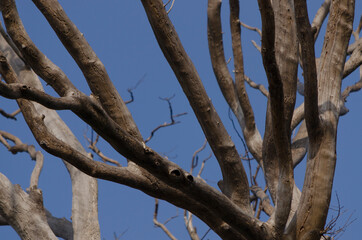 Empty branches tree on indian countryside forest
