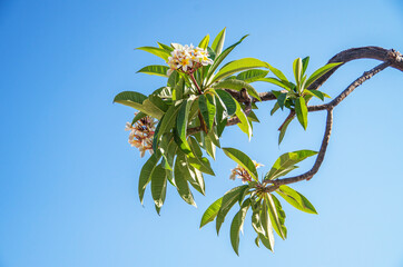 Beautiful spring background. Pink flowers on cherry tree branch on blue background, macro. Expressive artistic image of spring nature. Copy space.