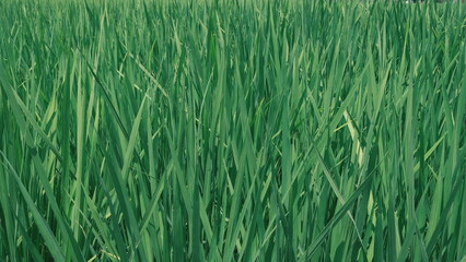 rice field close up