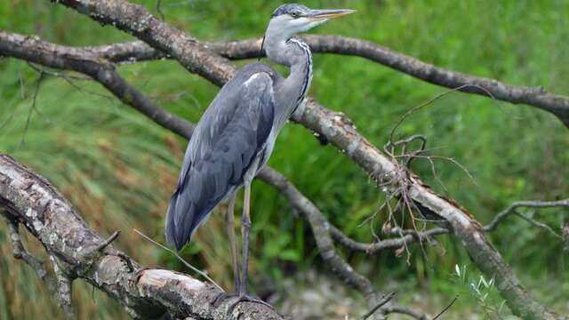 Close up shot of wild grey heron bird perched on tree branch in wilderness - Prores high quality clip of nature.