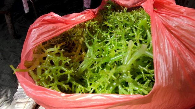 Green edible seaweed harvested and being sold at the local market on a tropical island in Timor Leste, South East Asia