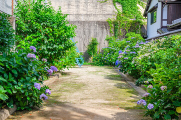 アジサイと公園