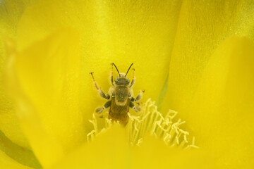 Prickly Pear Cactus Flower with Bee Opuntia engelmannii var. lindheimeri