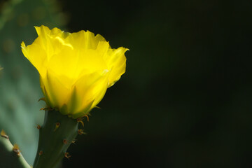 Prickly Pear Cactus with Flower - Opuntia engelmannii var. lindheimeri