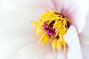 Close up of beautiful white peony flower.