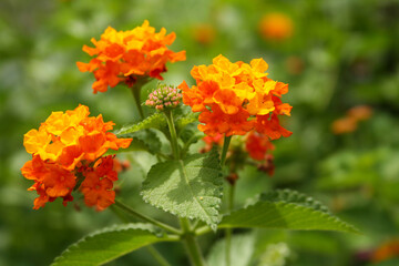 Lantana Flower with Red and Orange Flowers in Background - Lantana camara