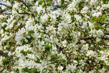 blossom white apple tree in spring