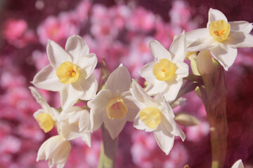 Fototapeta na wymiar Daffodils in spring garden with pink flowers