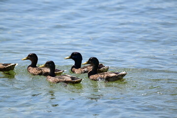 ducks on the lake