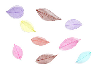 Colorful Dried Leaves on White Paper Background