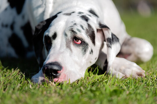 one dalmatian dog resting on the green grass in the park on a warm sunny day 
