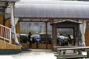 Black bears at the Okuhida zoo