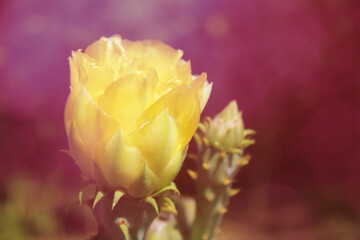 Prickly Pear Cactus with Flower - Opuntia engelmannii var. lindheimeri