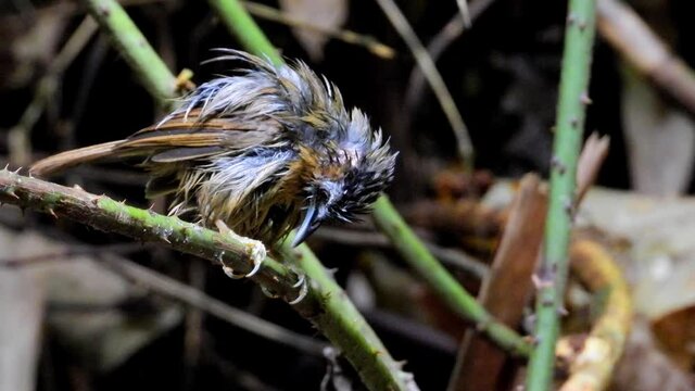Grey-throated Babbler nature bird dring and play water.