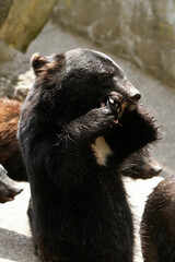 Okuhida, Nagano, Japan, 2021-26-07 , Black bears at the Okuhida zoo where tourists can see over a hundred japanese black bears.