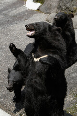 Fototapeta premium Okuhida, Nagano, Japan, 2021-26-07 , Black bears at the Okuhida zoo where tourists can see over a hundred japanese black bears.